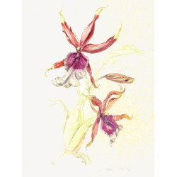 Grußkarte Orchidee im März DIN-A6, VPE  10 Stück