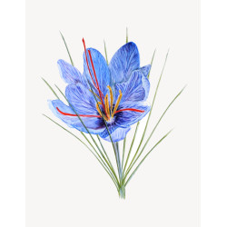 Grußkarte Crocus sativus, DIN-A6, VPE  10 Stück
